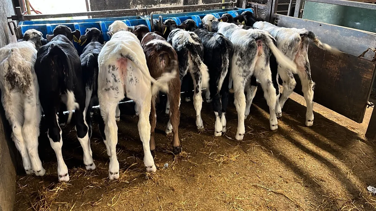 Bull and heifer calves - Image 4