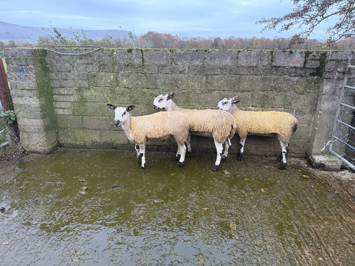 Ram lambs for sale - Image 2