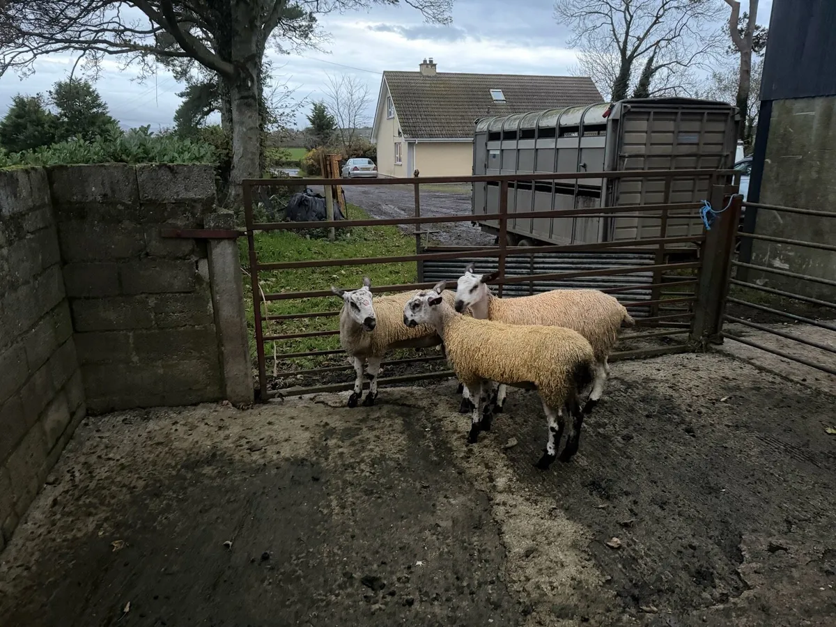 Ram lambs for sale - Image 3