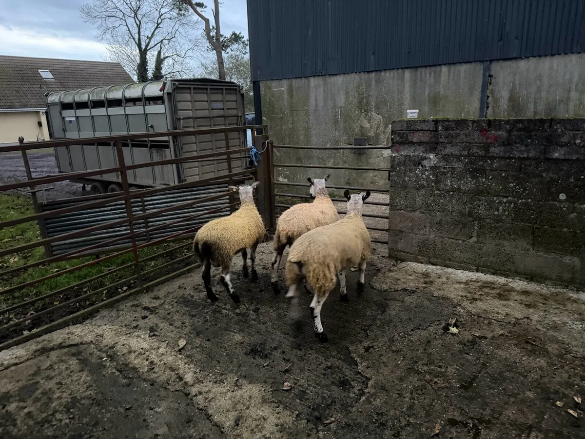 Ram lambs for sale - Image 4