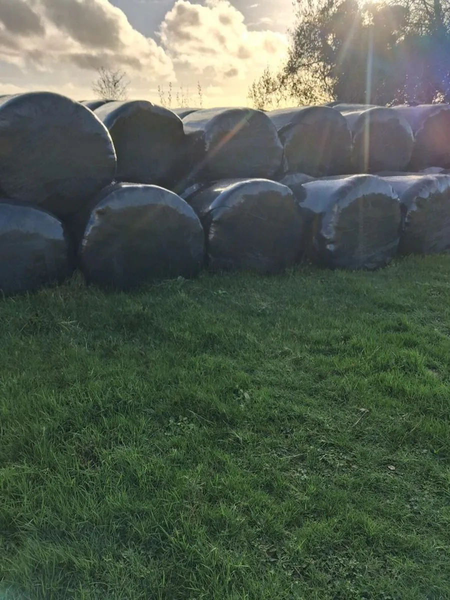 Silage bales - Image 1