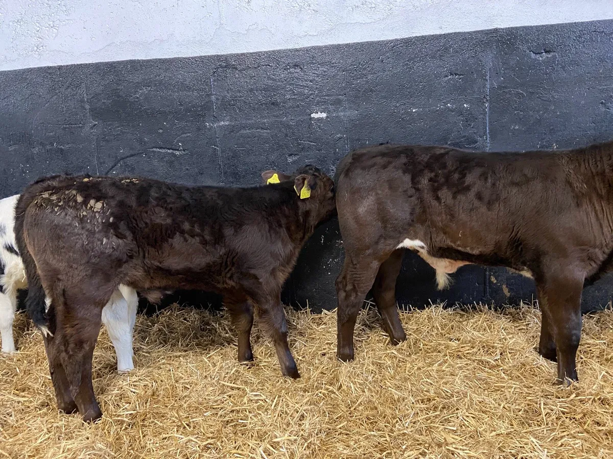 Bull and heifer calves - Image 1
