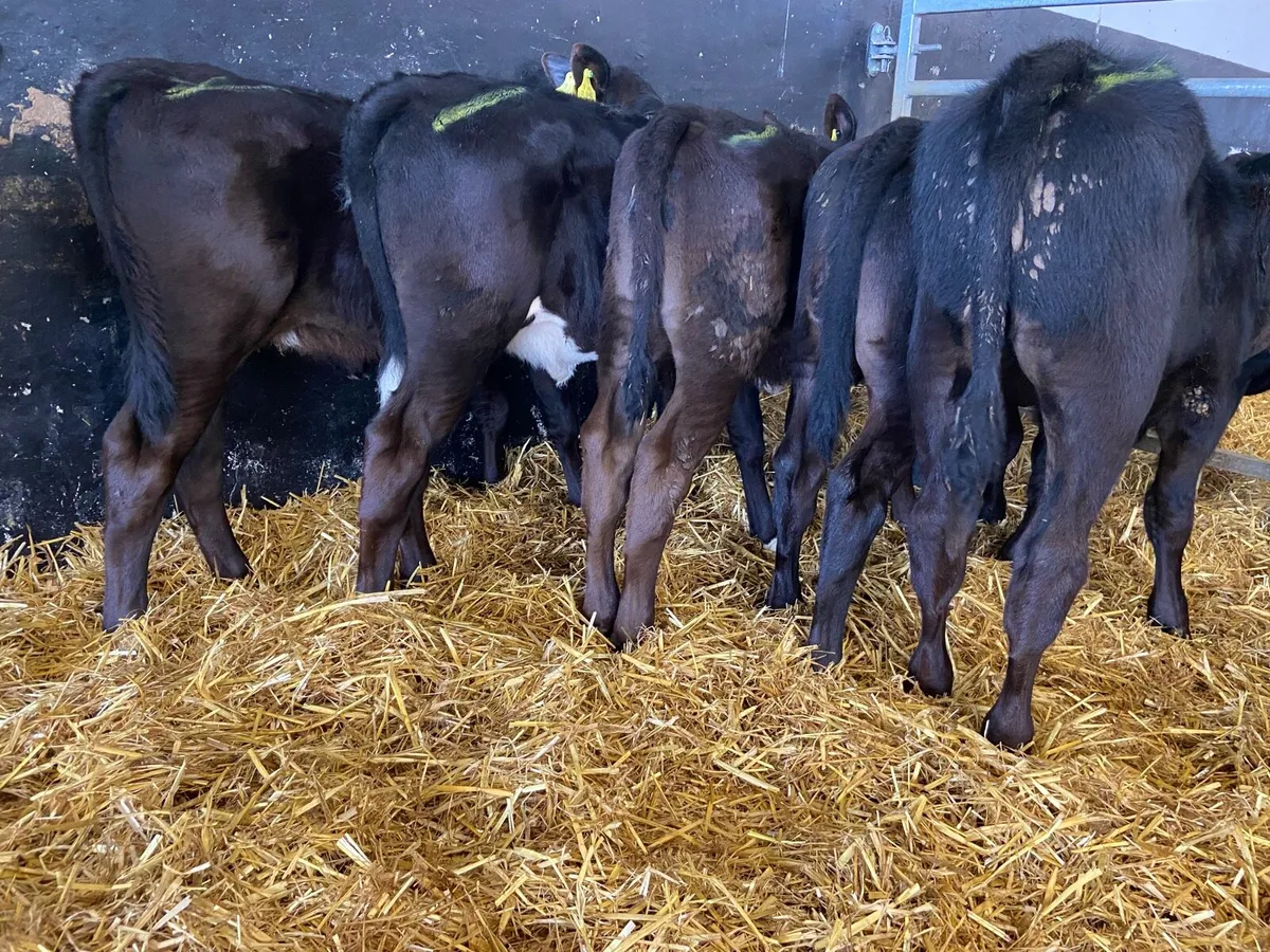 Bull and heifer calves - Image 2