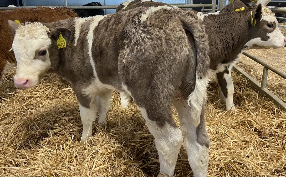Bull and heifer calves - Image 3