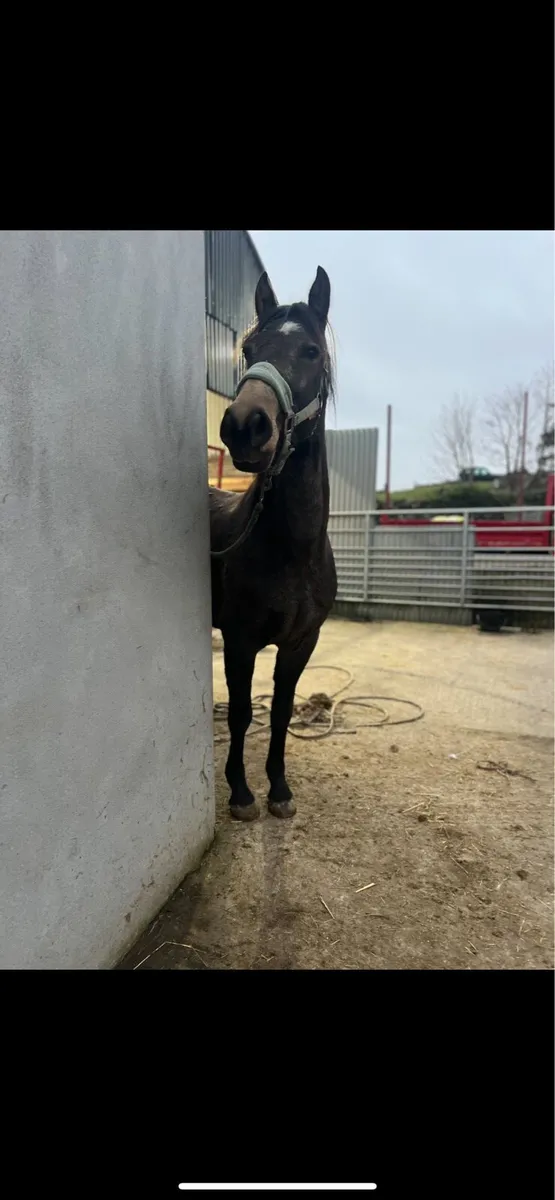 Full Connemara - Image 1