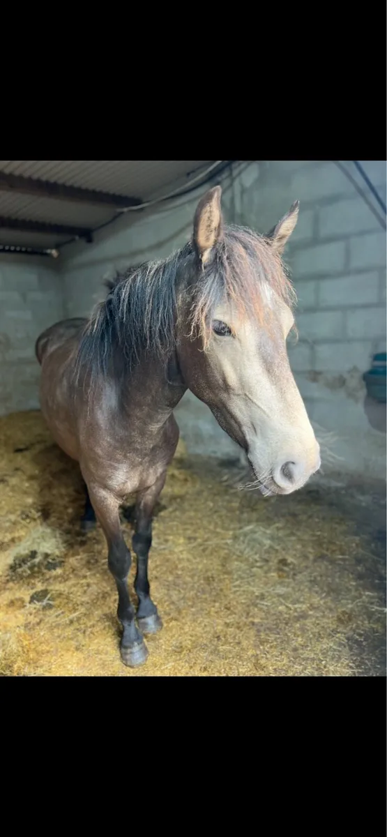 Full Connemara - Image 2