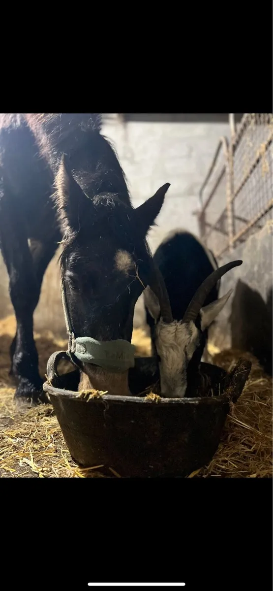 Full Connemara - Image 4