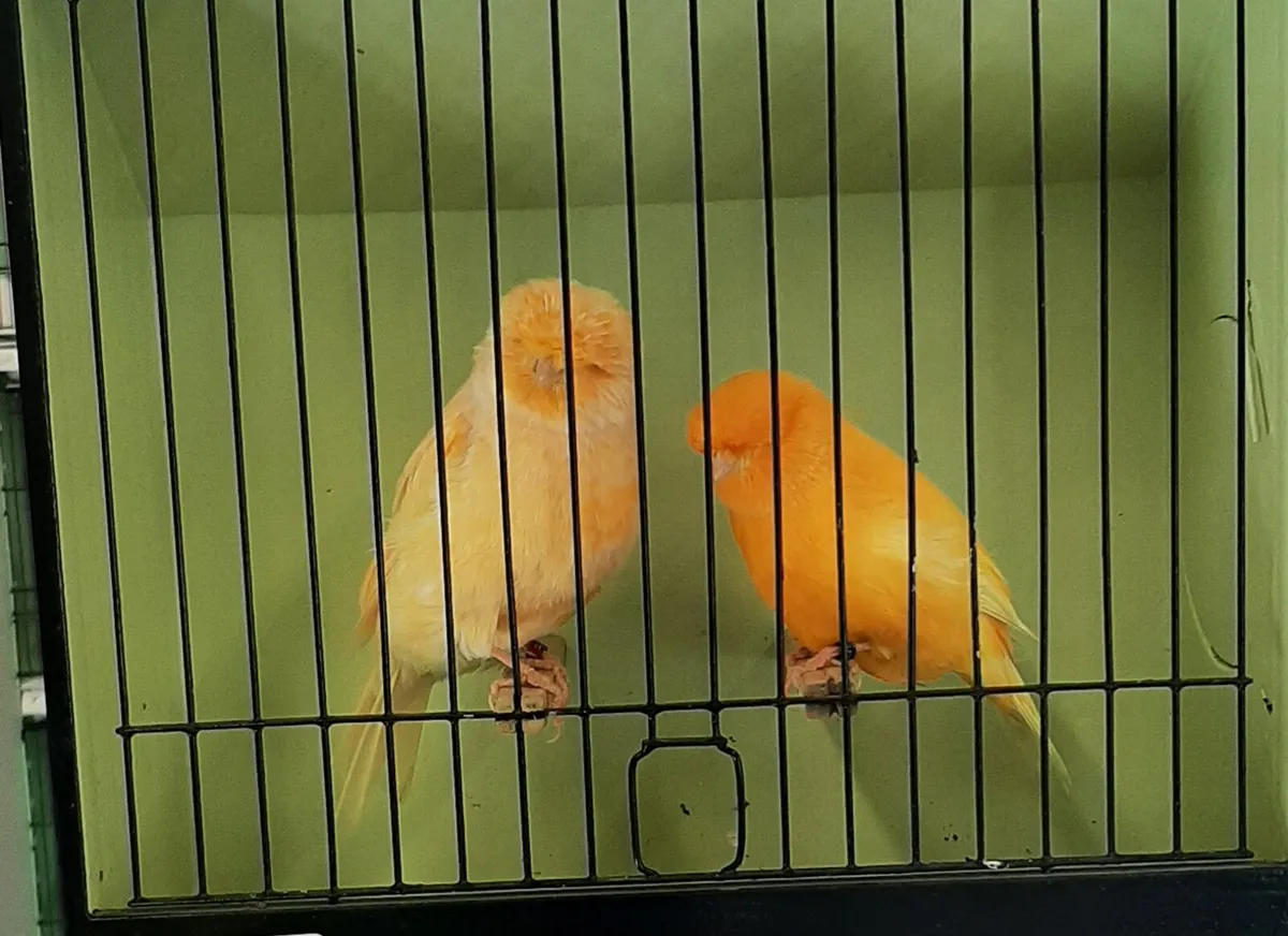 Norwich canaries - Image 1