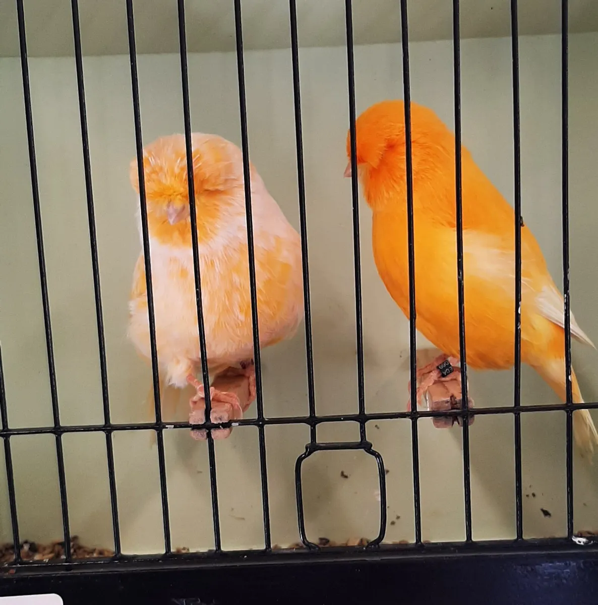 Norwich canaries - Image 2