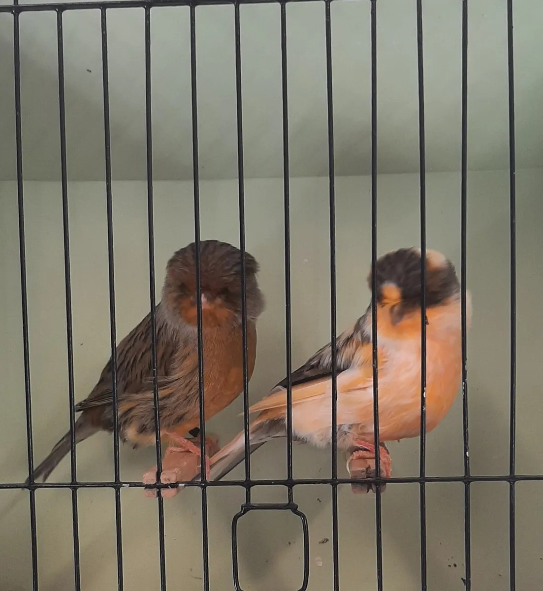 Norwich canaries - Image 3