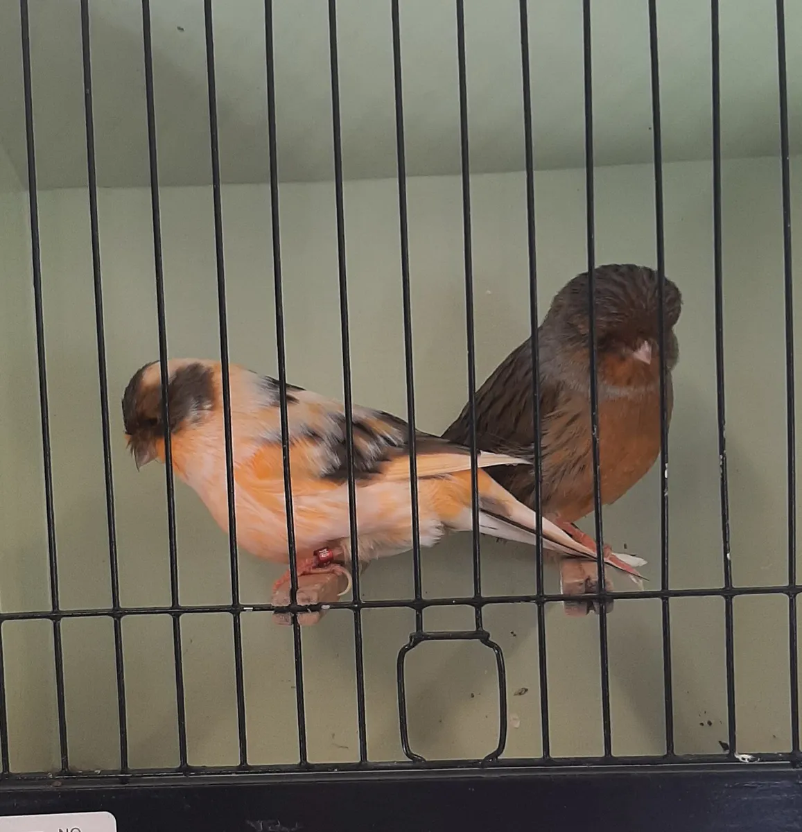 Norwich canaries - Image 4