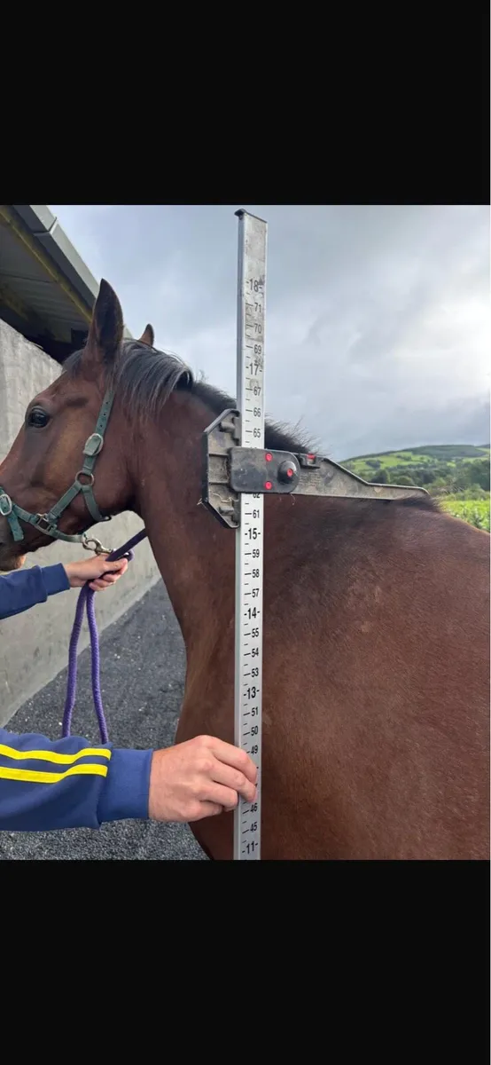 Unbroken 2 rising 3yo - Image 2