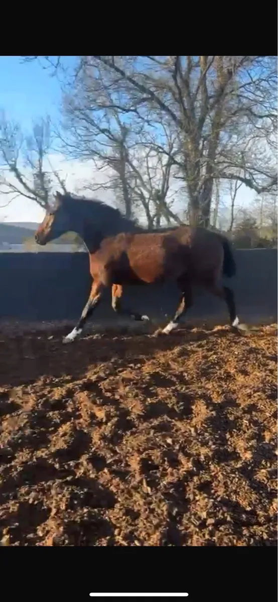 Unbroken 2 rising 3yo - Image 3