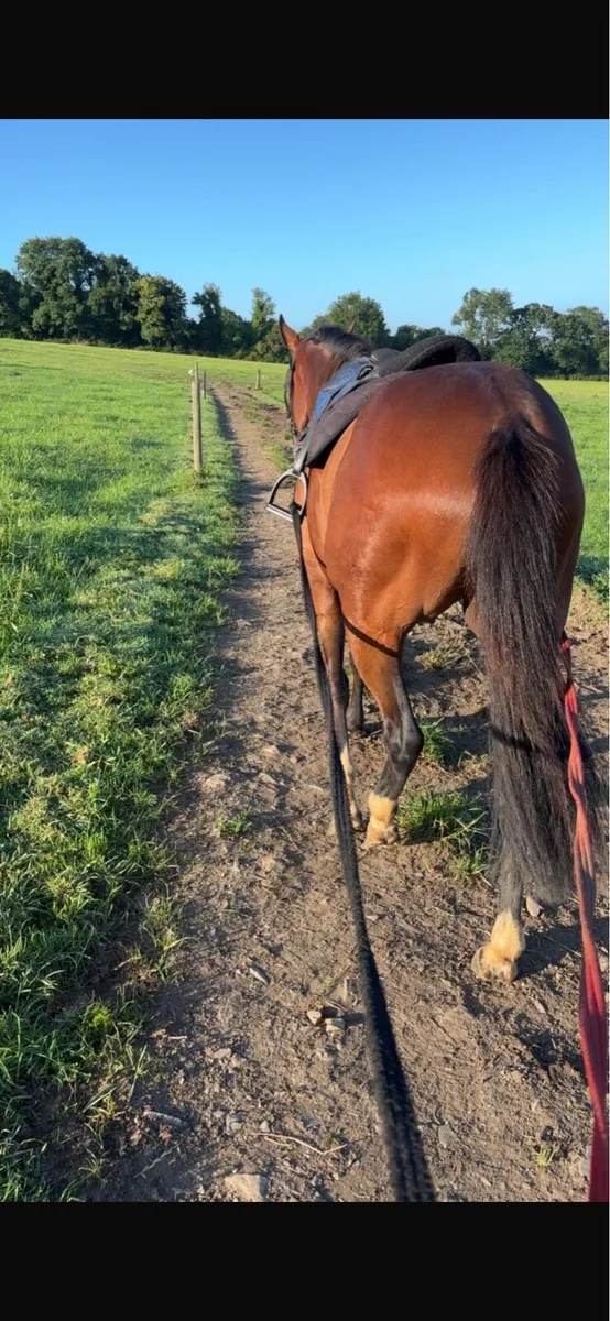 Unbroken 2 rising 3yo - Image 4