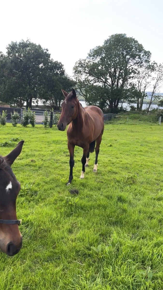 Unbroken 2 rising 3yo - Image 1