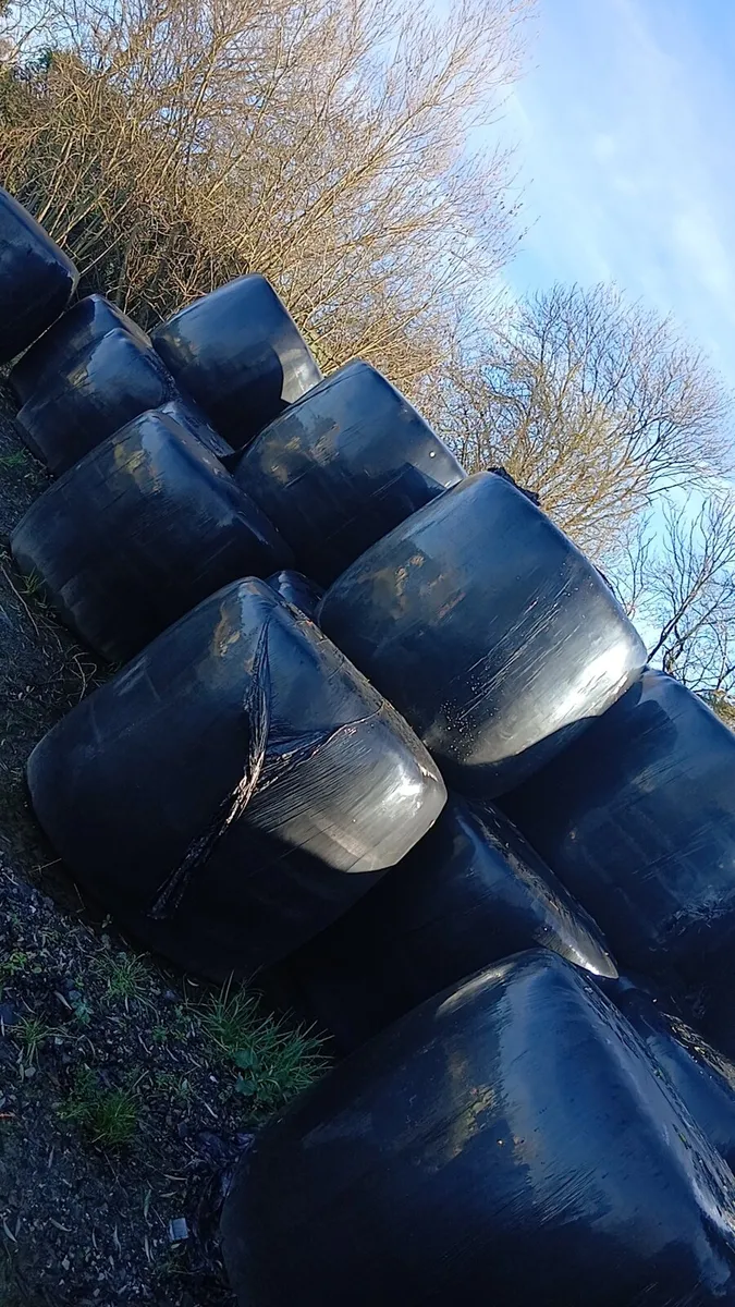 Round bales - Image 1