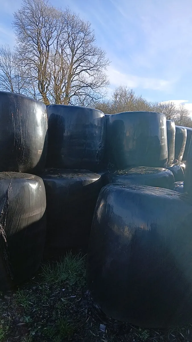 Round bales - Image 2