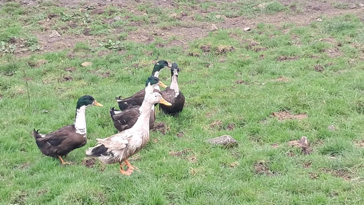 Drakes Magpie - Image 1