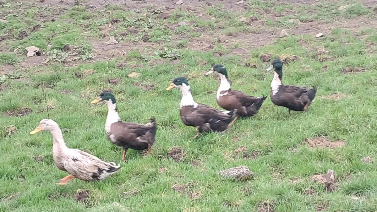 Drakes Magpie - Image 2