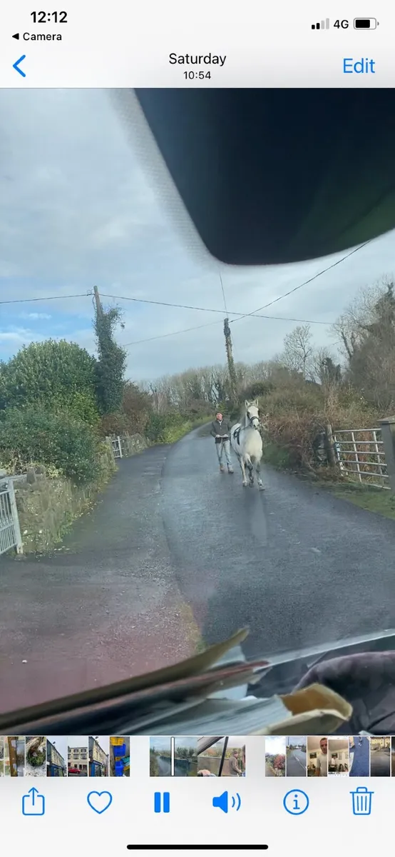 Conamara pony - Image 3