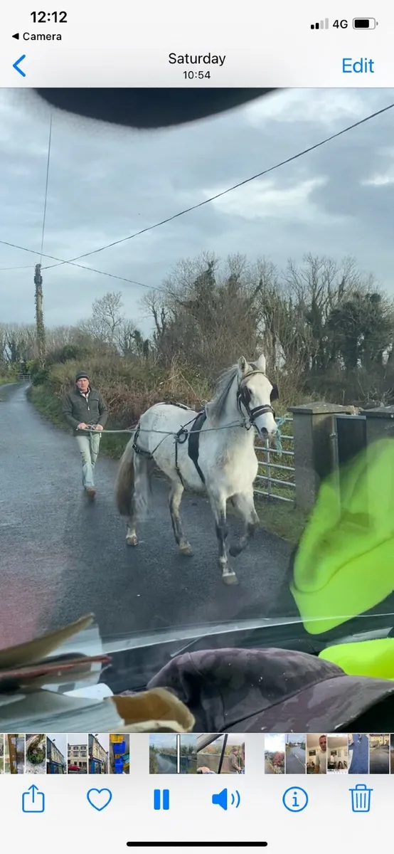 Conamara pony - Image 4