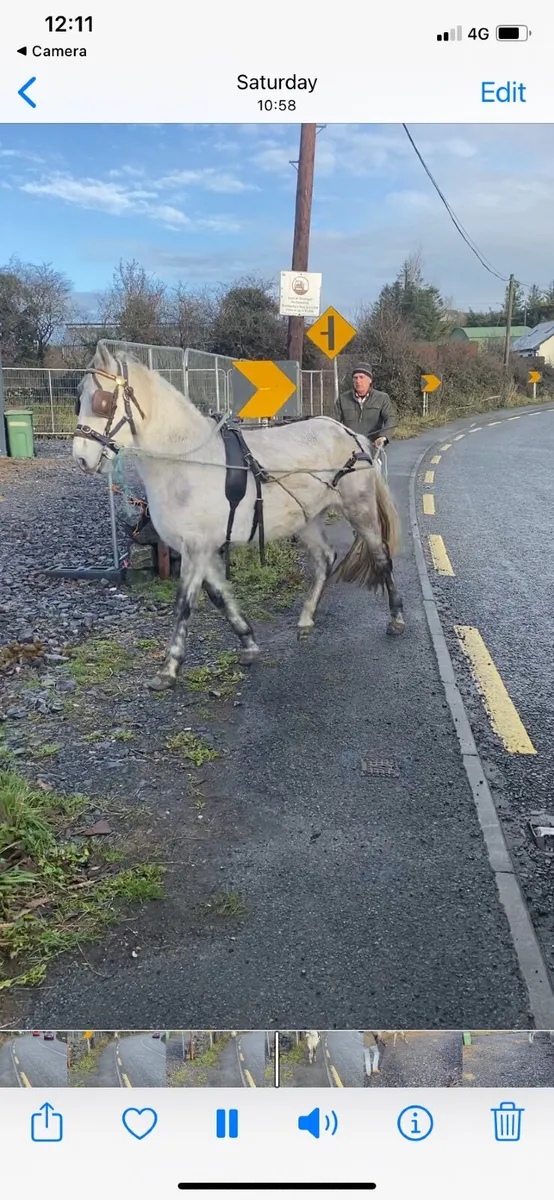 Conamara pony - Image 1