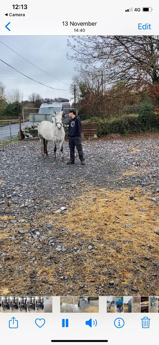 Conamara pony - Image 2