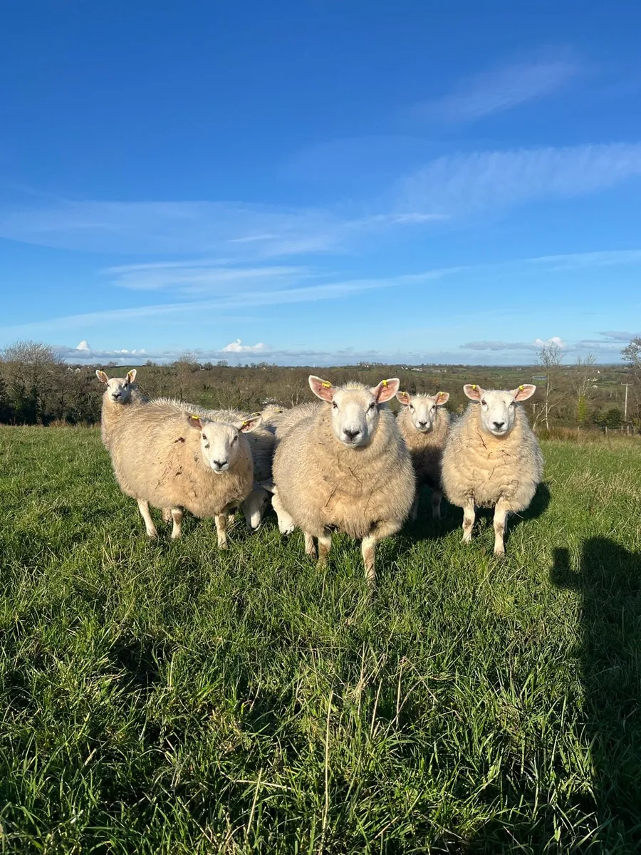 Ewe Lambs - Image 2