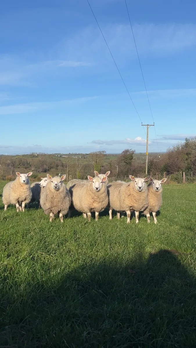 Ewe Lambs - Image 3