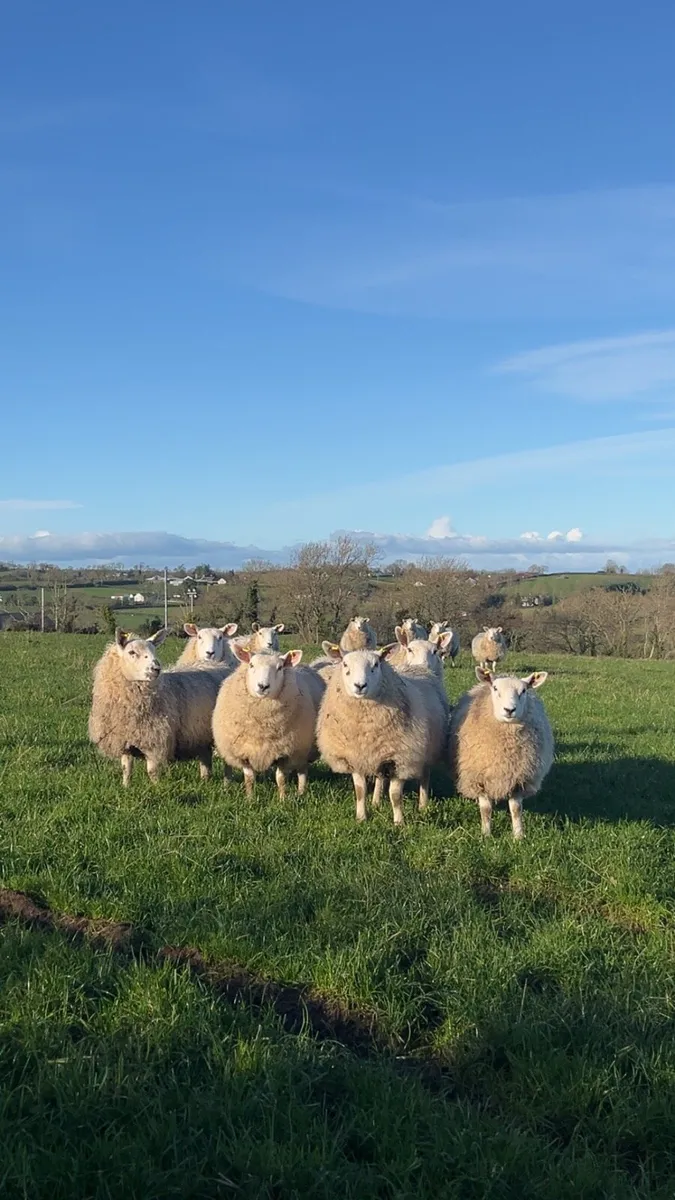 Ewe Lambs - Image 4