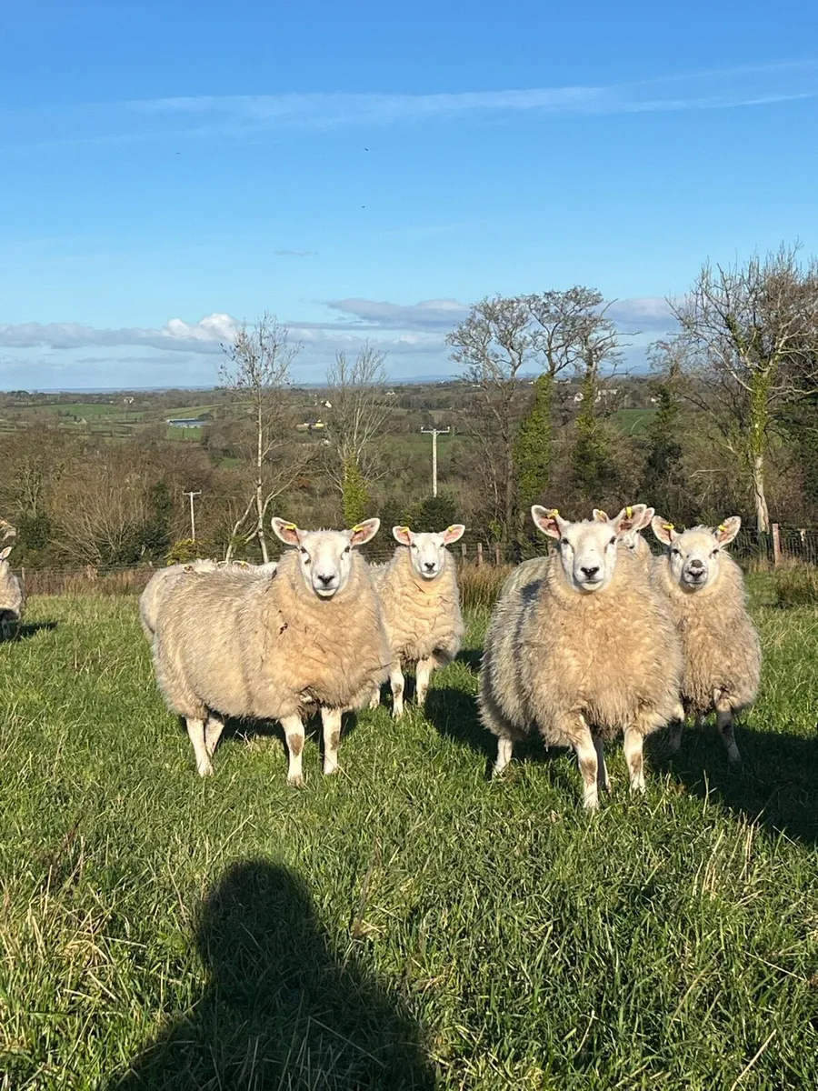 Ewe Lambs - Image 1
