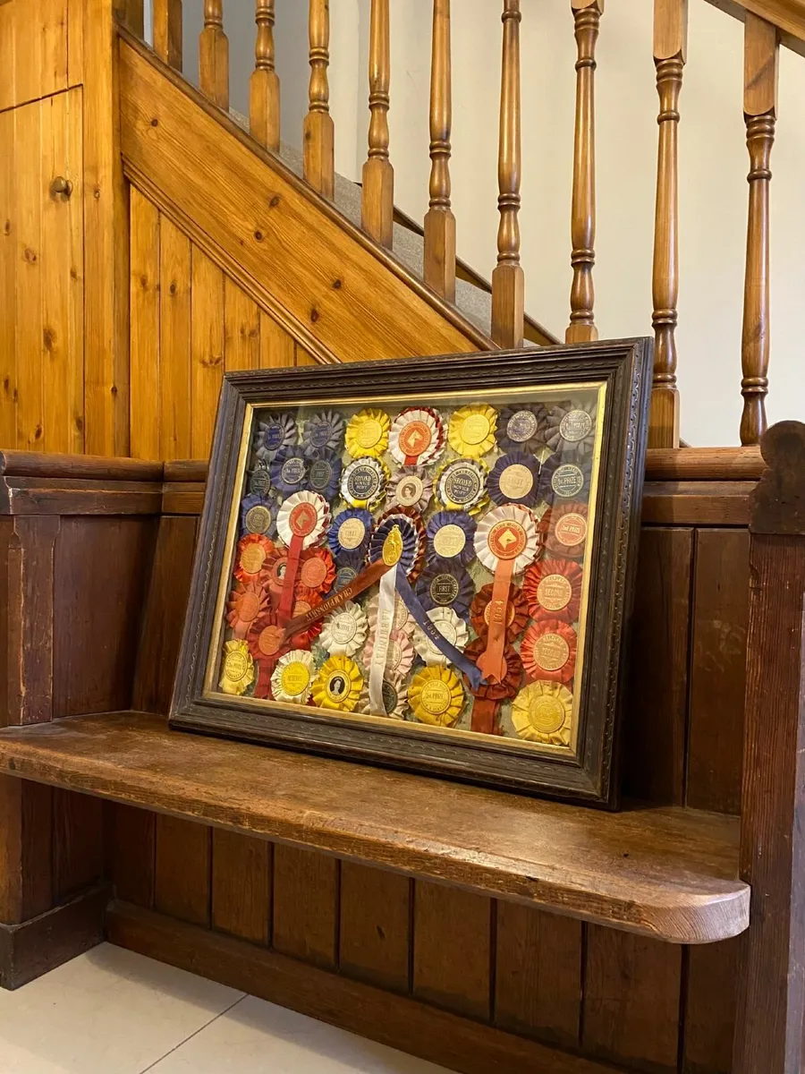 1950s U.K Horse Show Rosettes Framed, 30 inch x 24