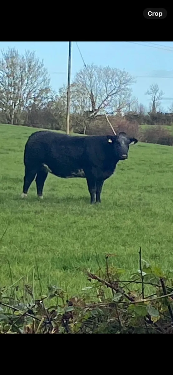 Springer heifer - Image 1