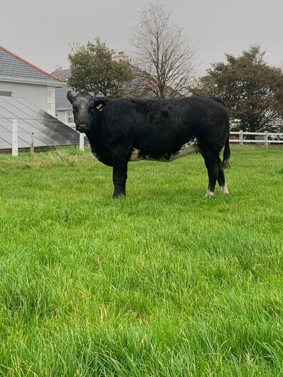 Springer heifer - Image 2