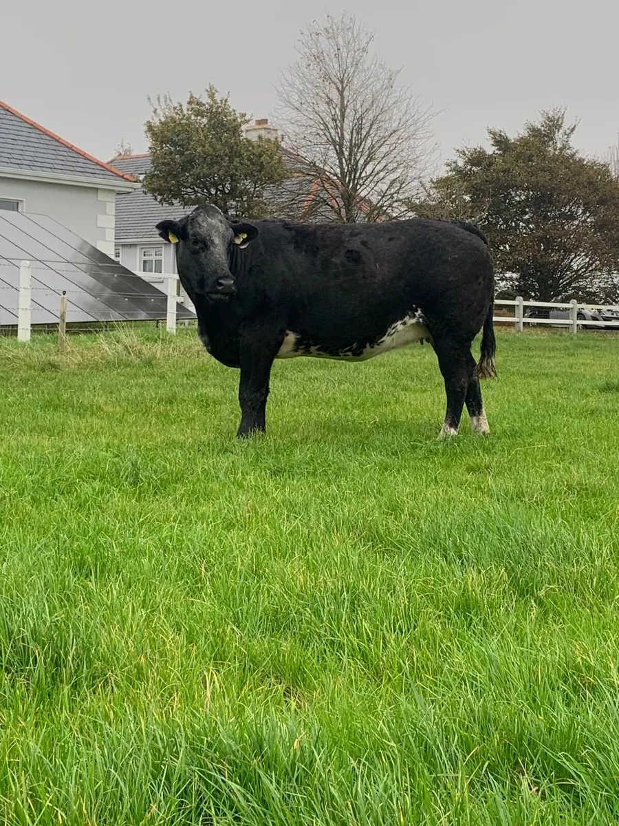 Springer heifer - Image 3