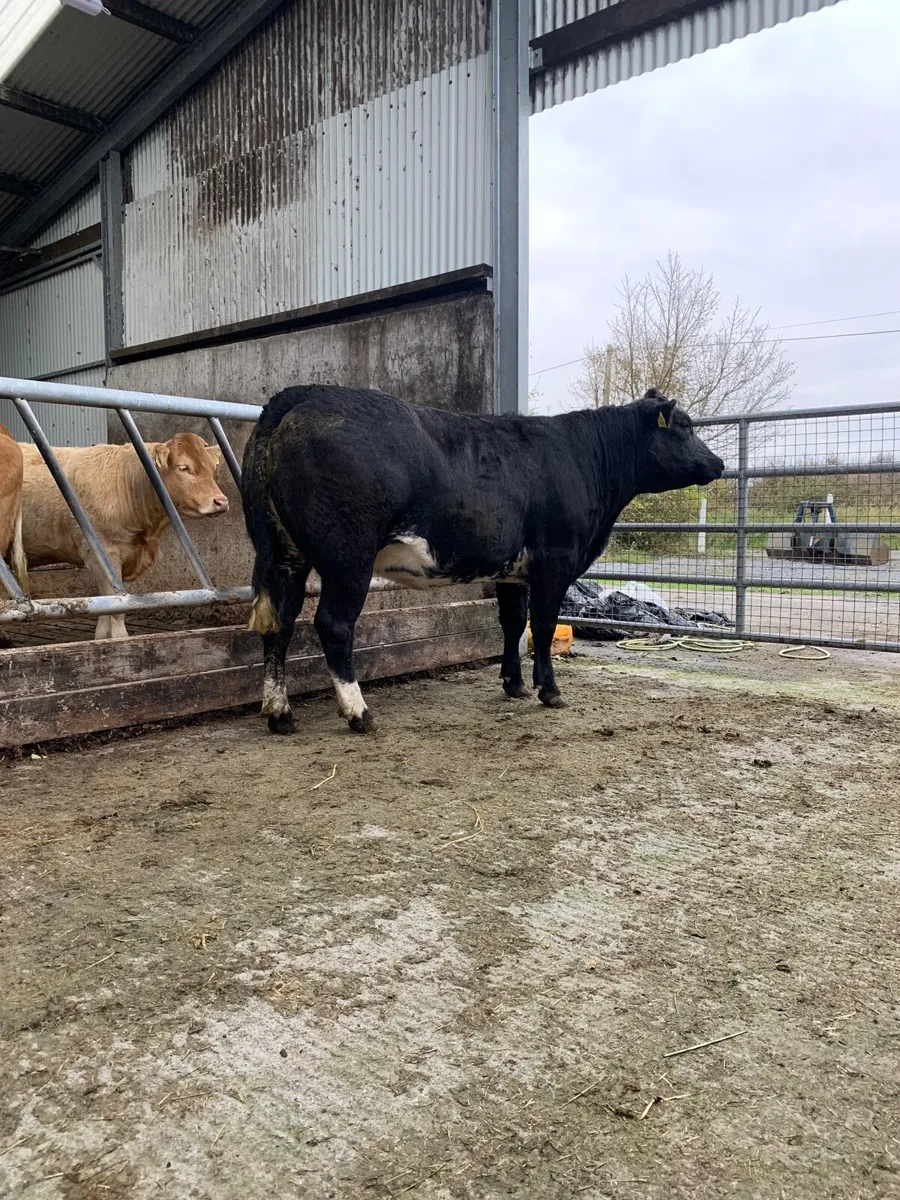 Springer heifer - Image 4