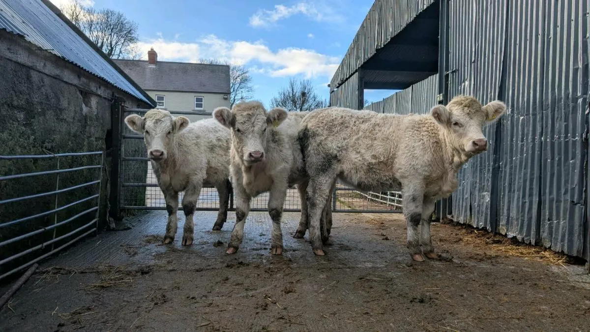 Charolais Heifers - Image 1