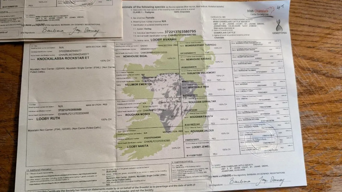 Charolais Heifers - Image 2