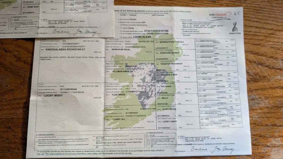 Charolais Heifers - Image 3