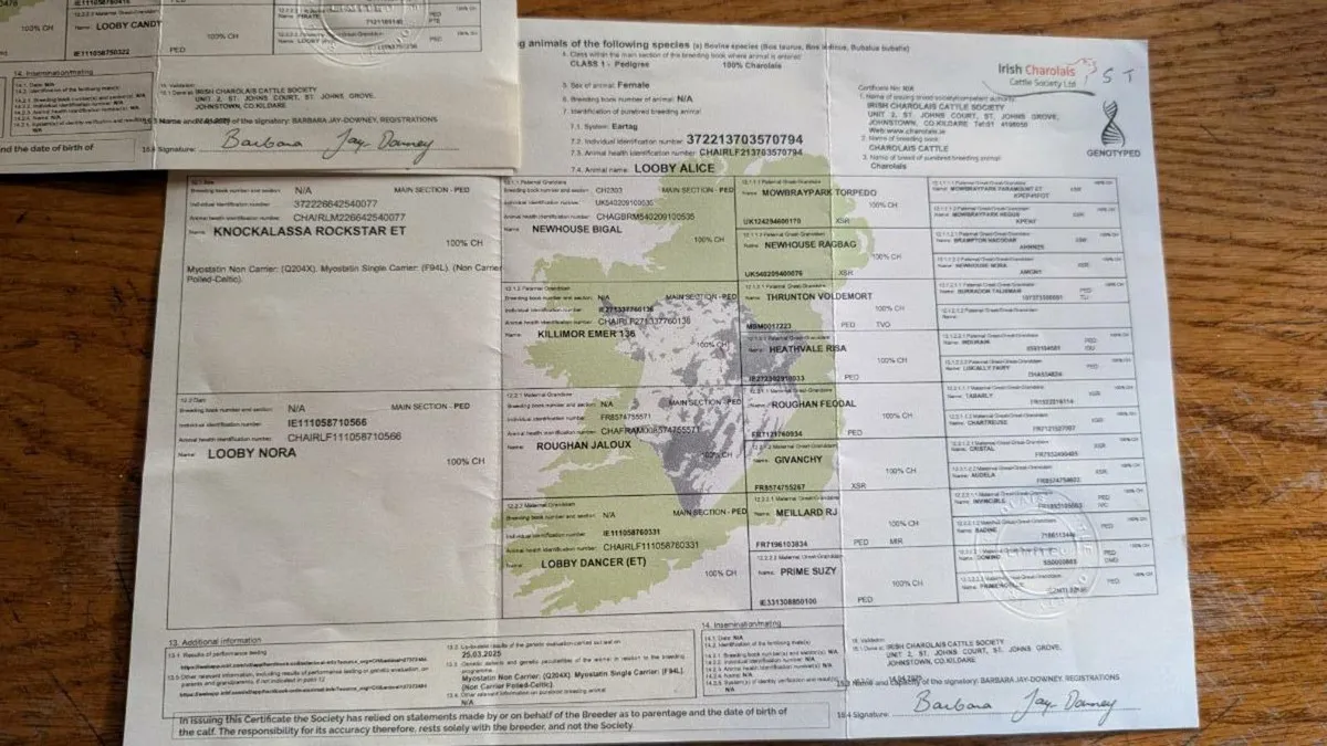 Charolais Heifers - Image 4