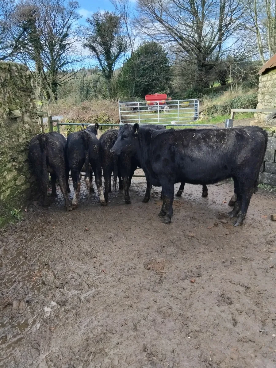 425kg Angus and Hereford heifers - Image 1