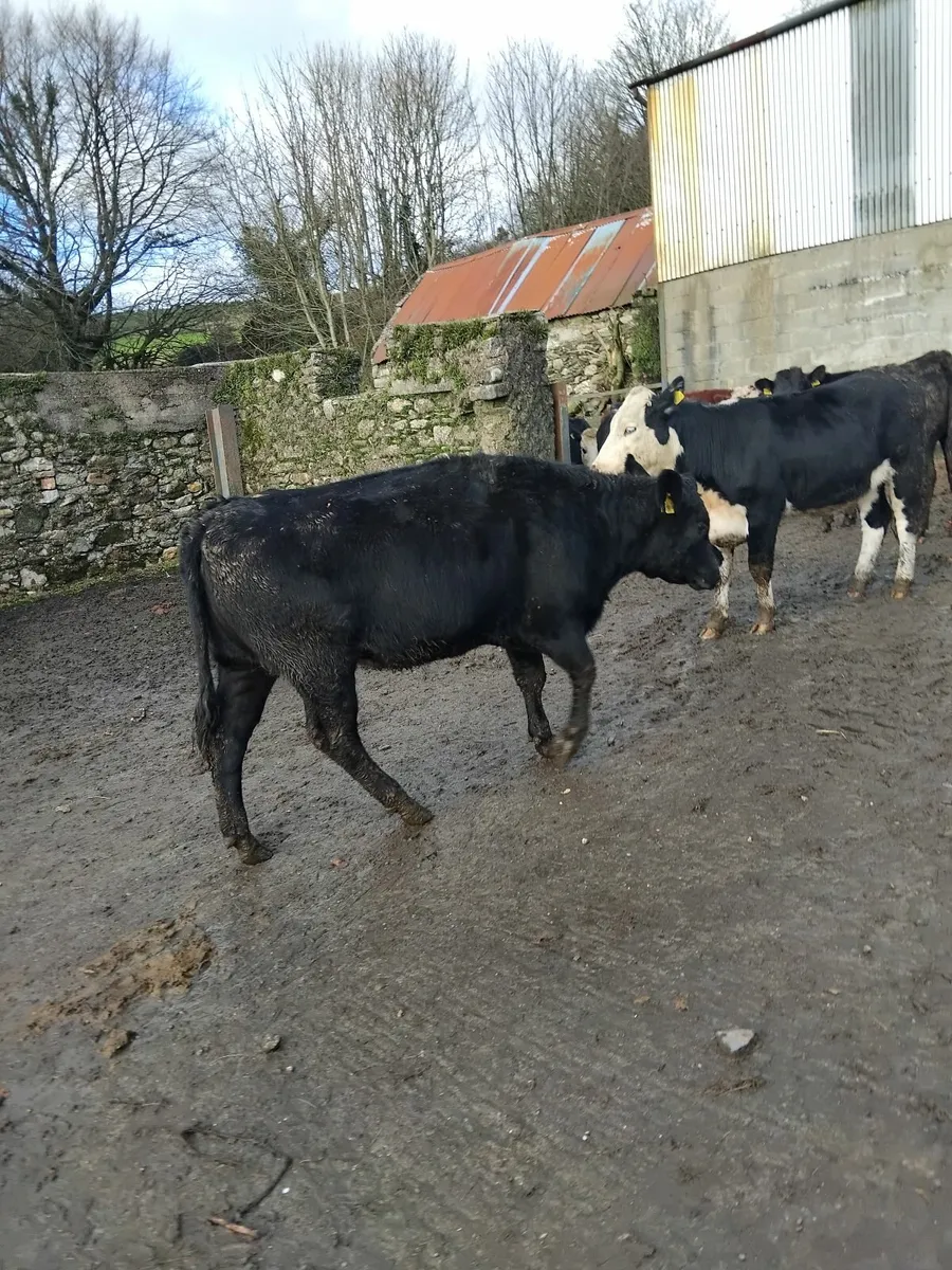 425kg Angus and Hereford heifers - Image 2