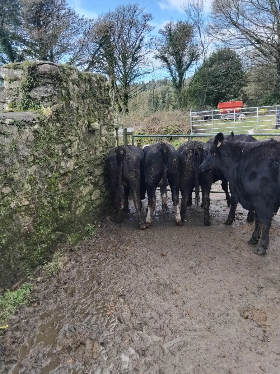 425kg Angus and Hereford heifers - Image 3