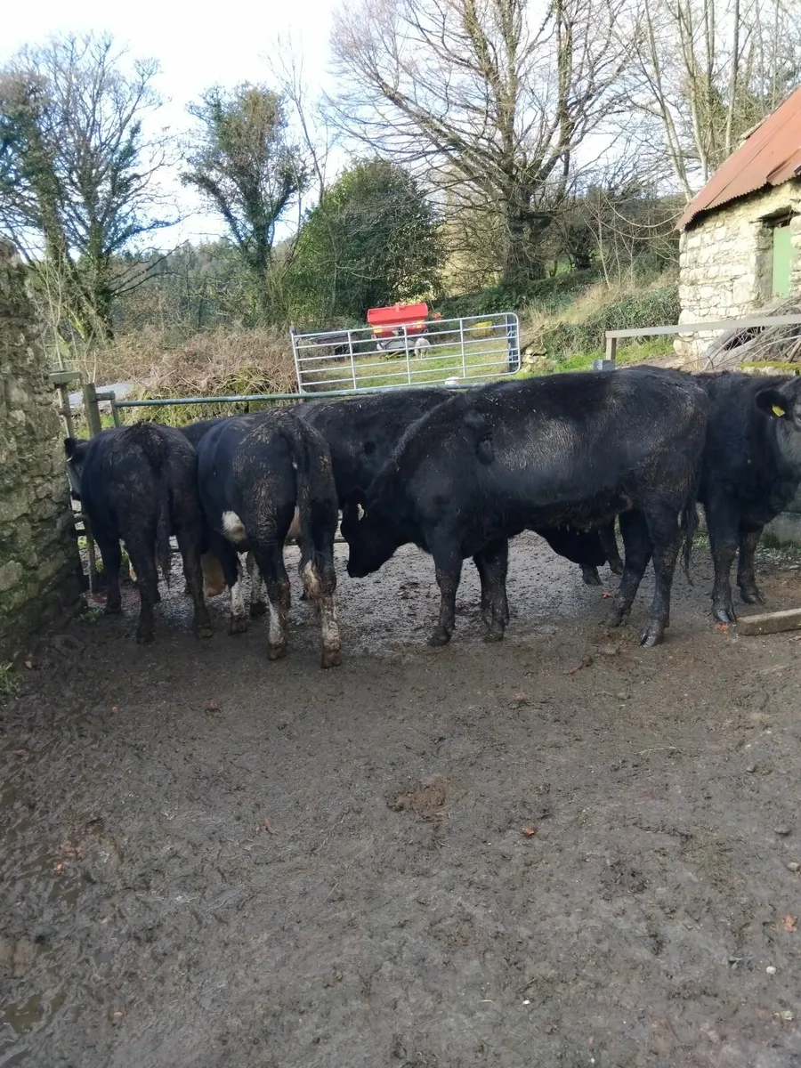 425kg Angus and Hereford heifers - Image 4