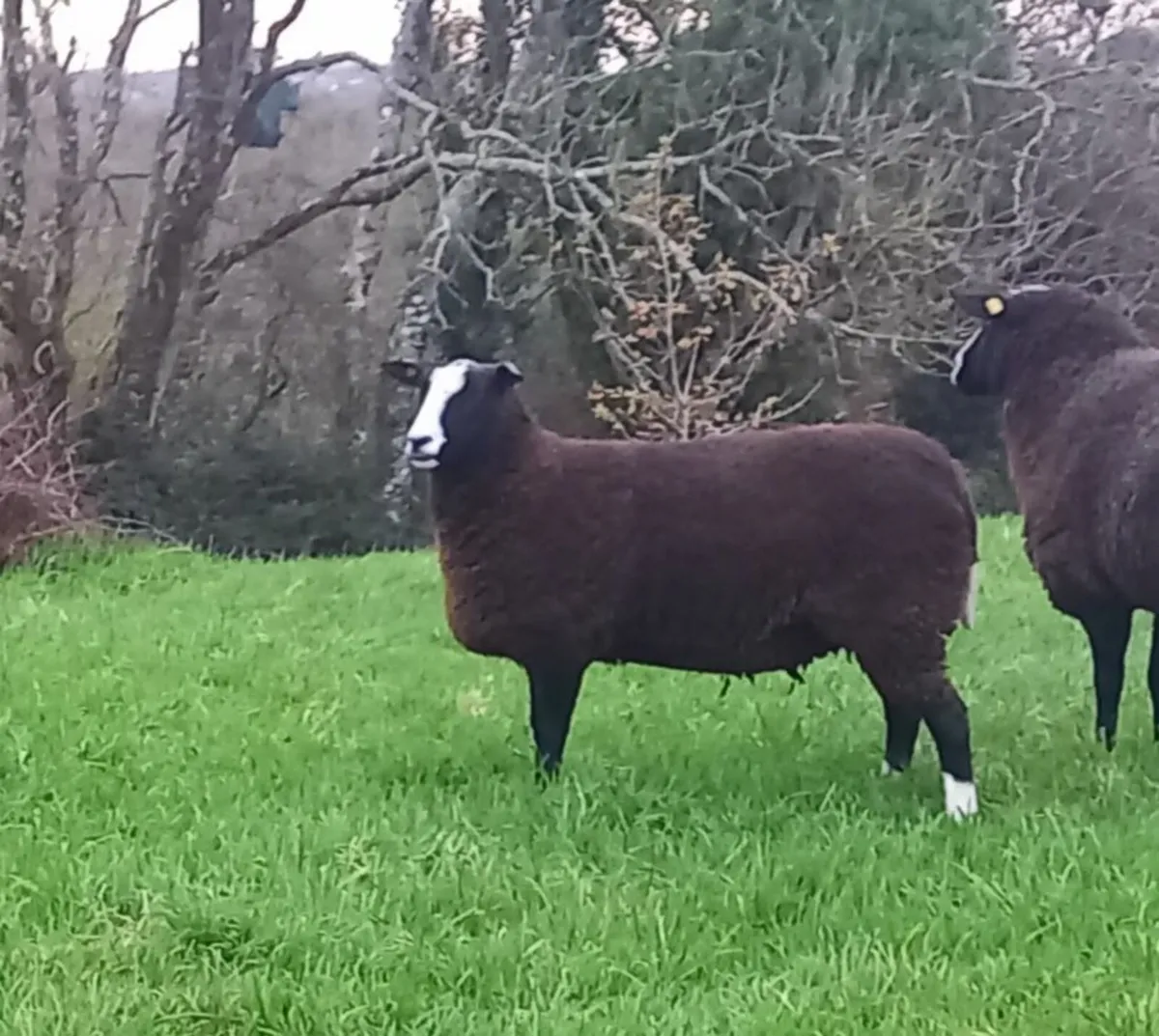 Zwartble Ewes - Image 1