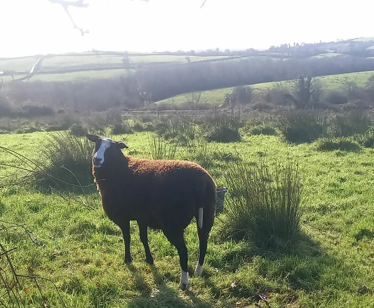 Zwartble Ewes - Image 3