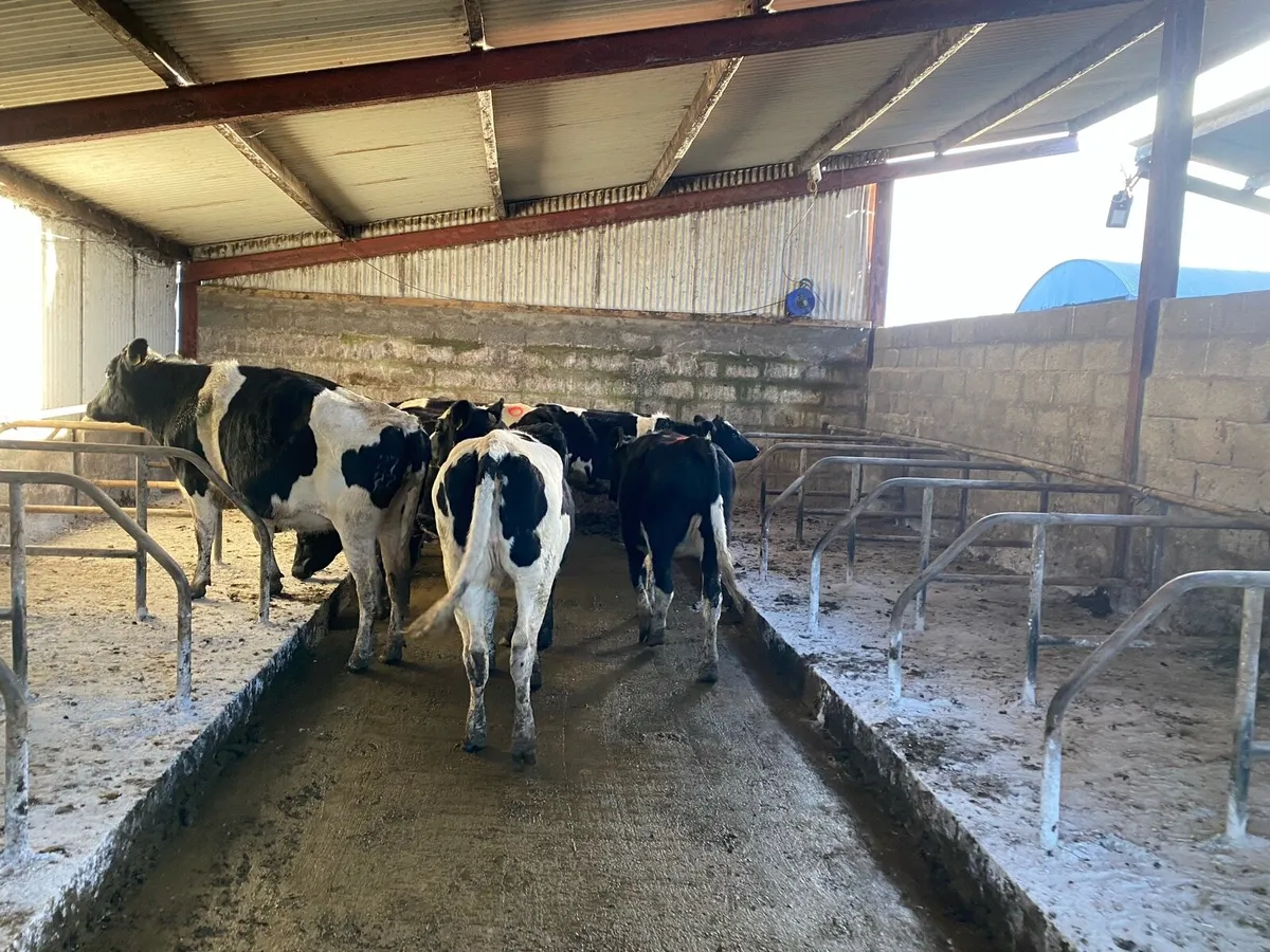 Maiden heifers - Image 1