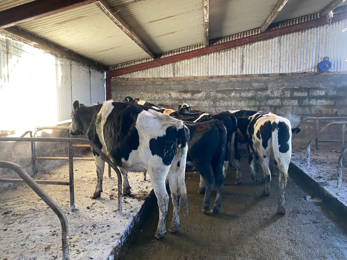 Maiden heifers - Image 2