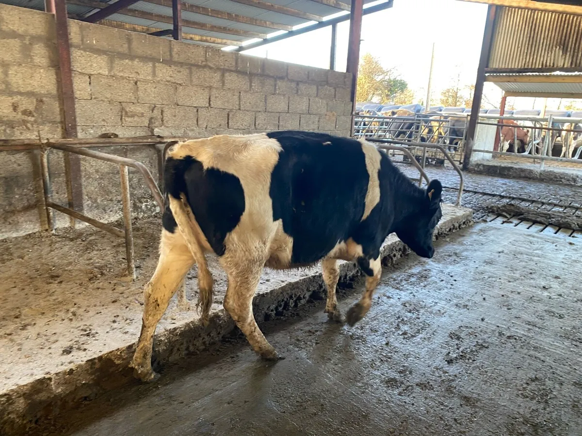 Maiden heifers - Image 3