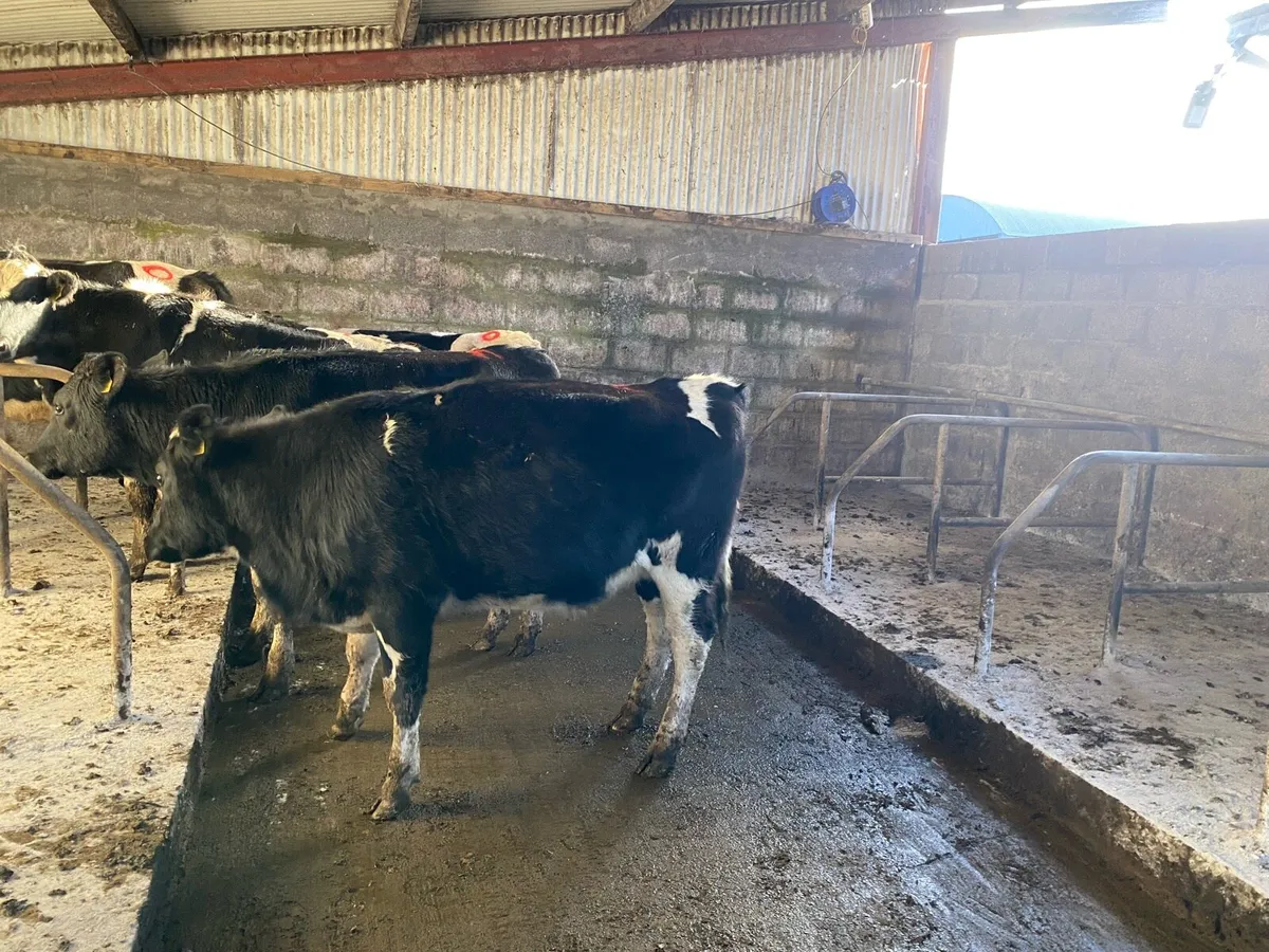 Maiden heifers - Image 4